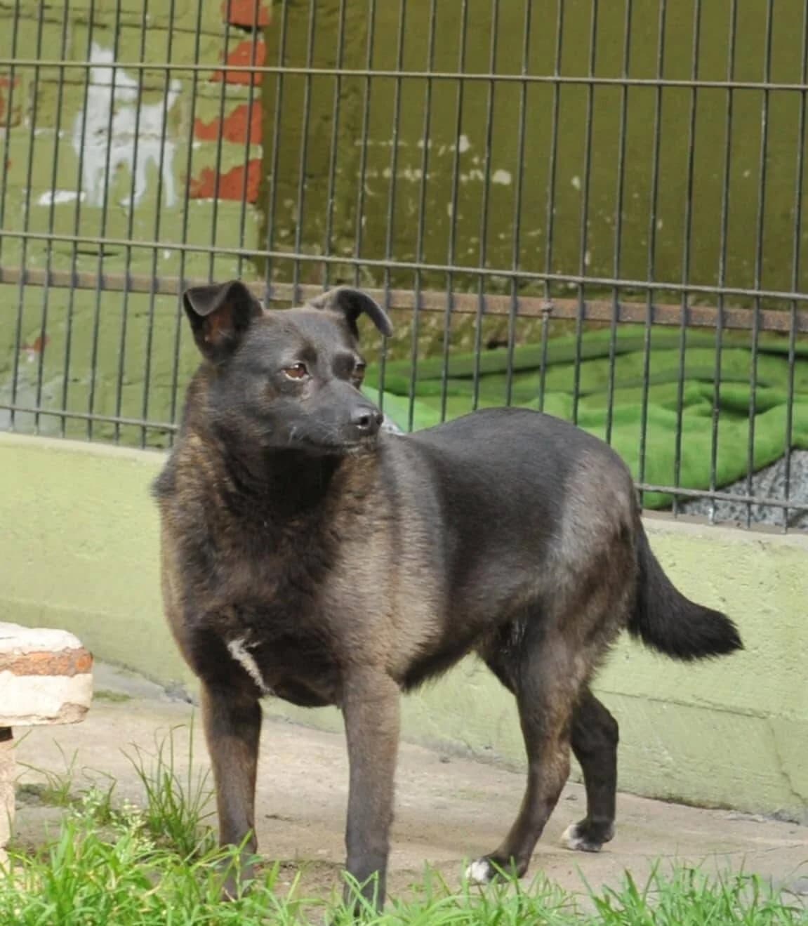 Fibi, female 5yo Mixed Breed for adoption at Schronisko dla Zwierząt w Józefowie, Józefów