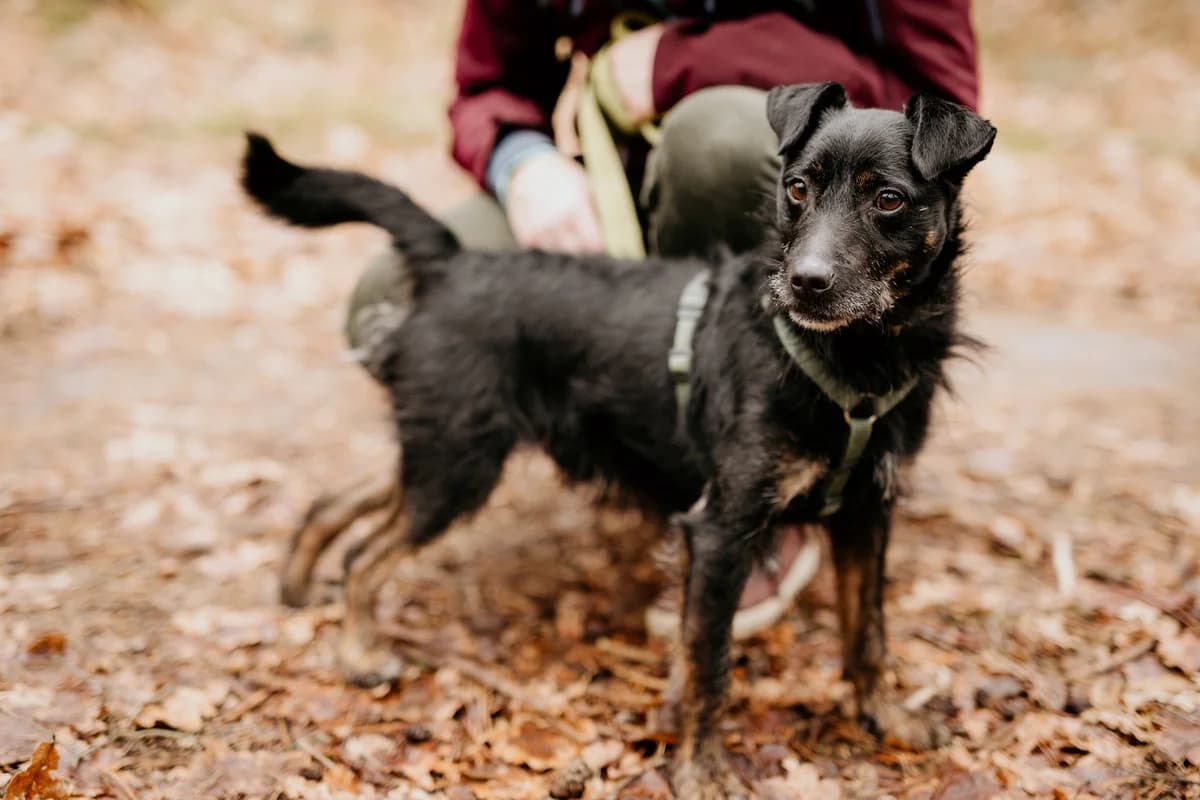 Filipek, male 5yo Mixed Breed for adoption at Schronisko dla Zwierząt w Józefowie, Józefów
