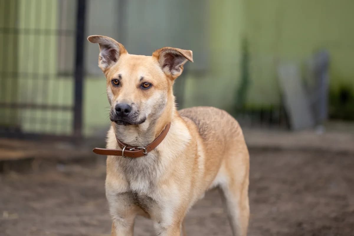 Gufi, male 5yo Mixed Breed for adoption at Schronisko dla Zwierząt w Józefowie, Józefów
