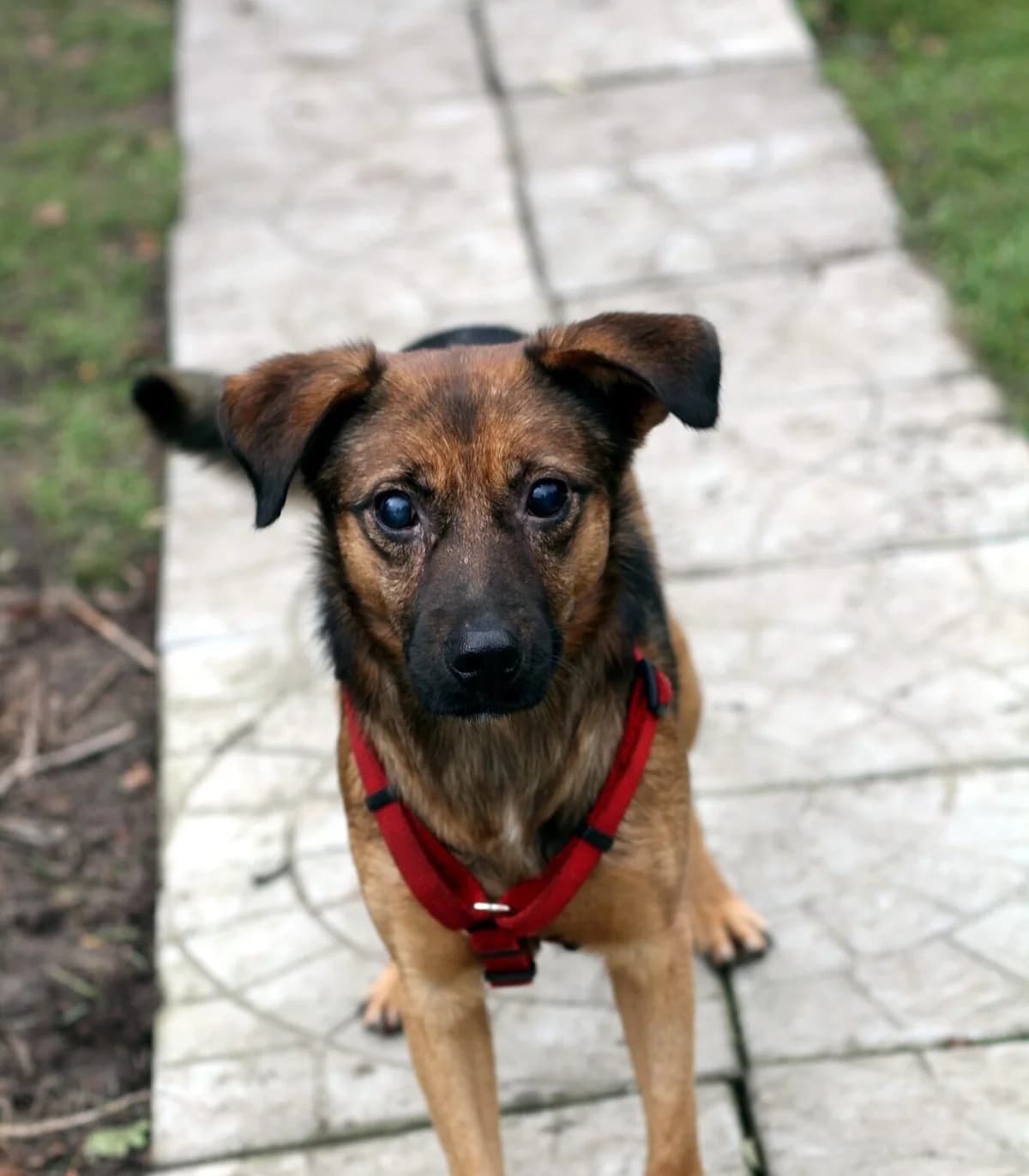 Johny, male 5yo Mixed Breed for adoption at Schronisko dla Zwierząt w Józefowie, Józefów