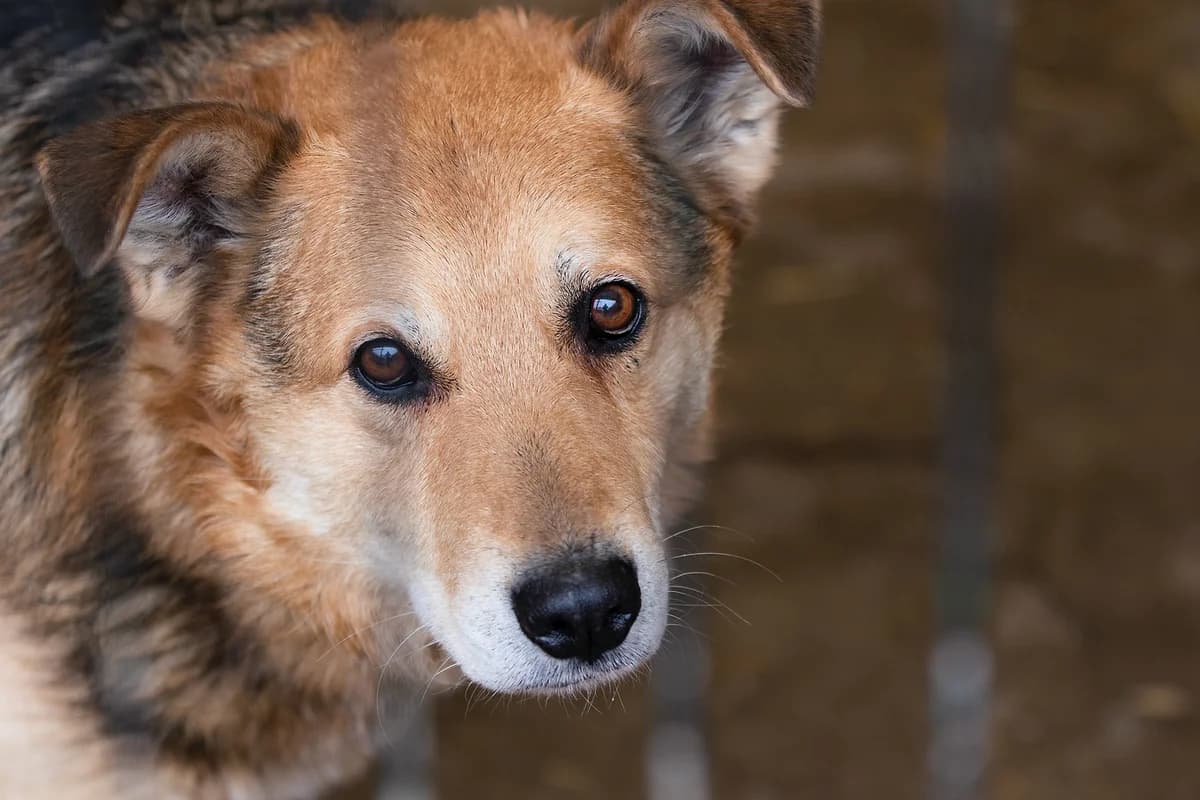 Kalmo, male senior Mixed Breed for adoption at Schronisko dla Zwierząt w Józefowie, Józefów