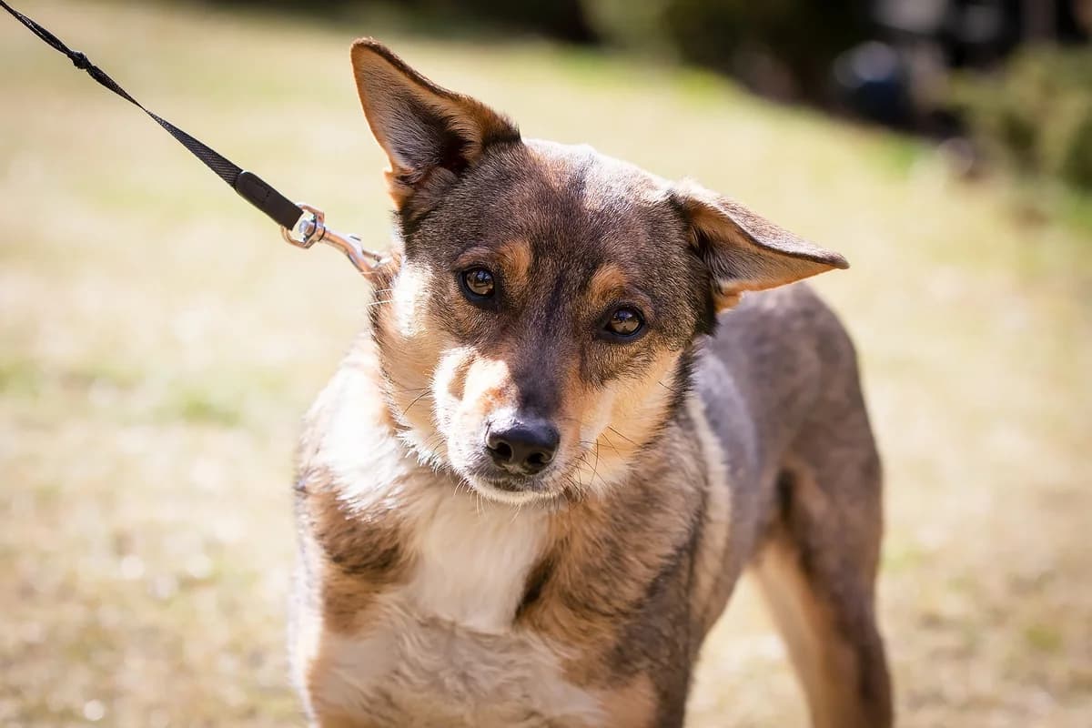 Klusek, male senior Mixed Breed for adoption at Schronisko dla Zwierząt w Józefowie, Józefów