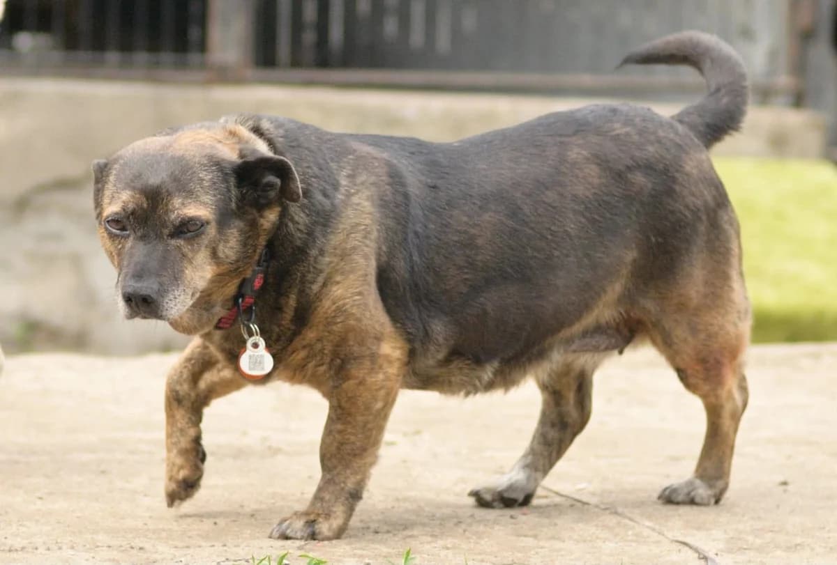 Kropka, female senior Mixed Breed for adoption at Schronisko dla Zwierząt w Józefowie, Józefów