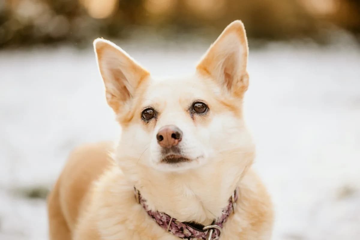 Lisia, female senior Mixed Breed for adoption at Schronisko dla Zwierząt w Józefowie, Józefów