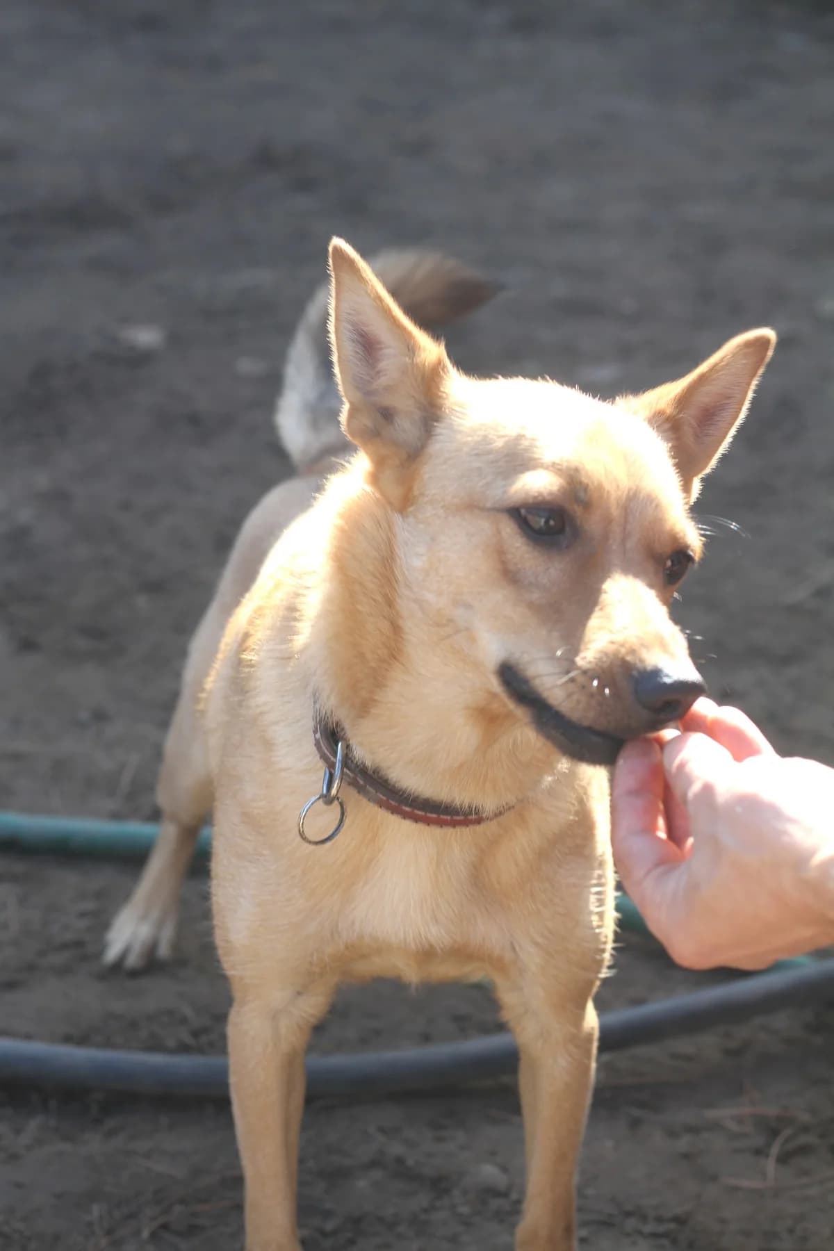 Lolek, male 5yo Mixed Breed for adoption at Schronisko dla Zwierząt w Józefowie, Józefów