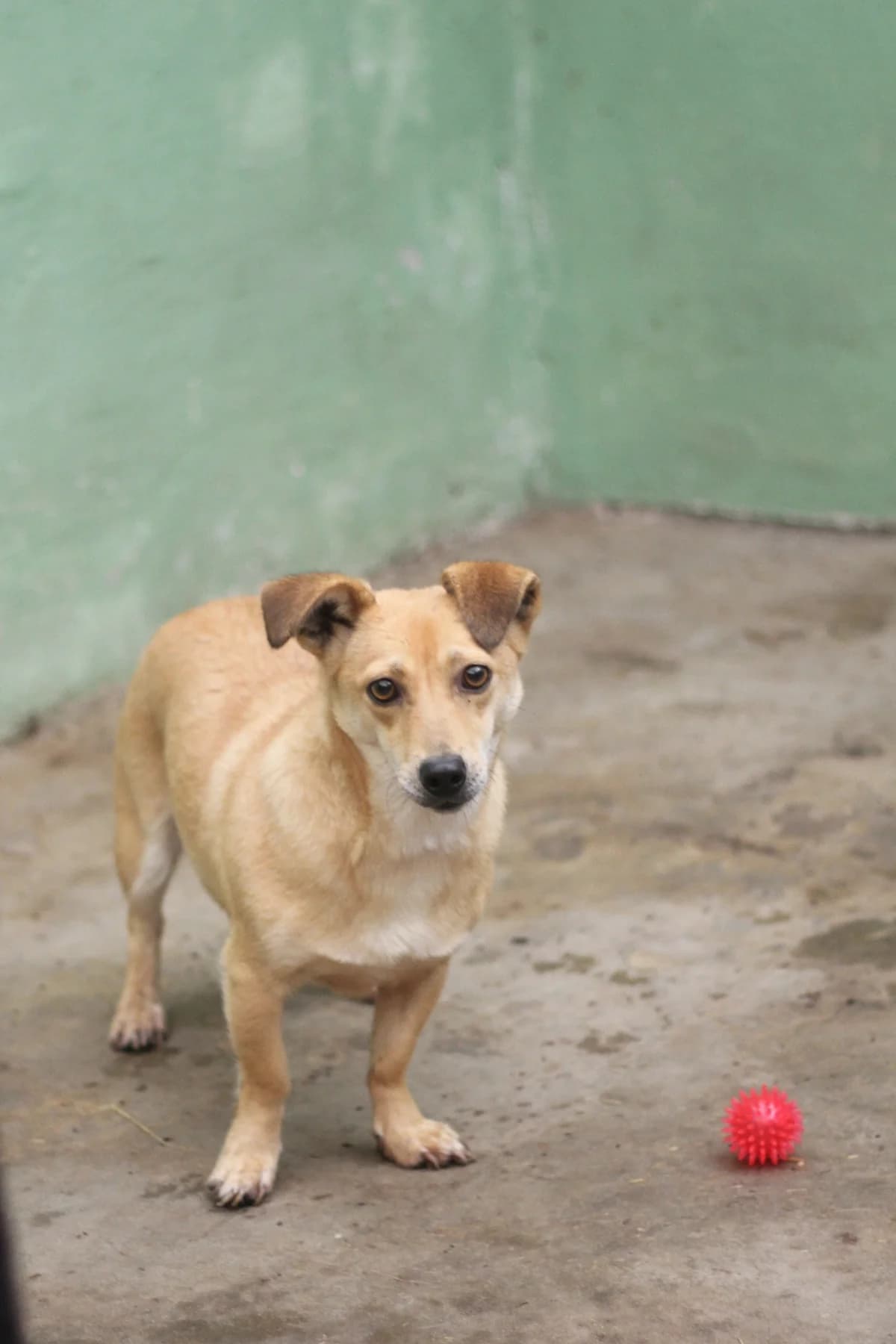 Lusia, female 5yo Mixed Breed for adoption at Schronisko dla Zwierząt w Józefowie, Józefów