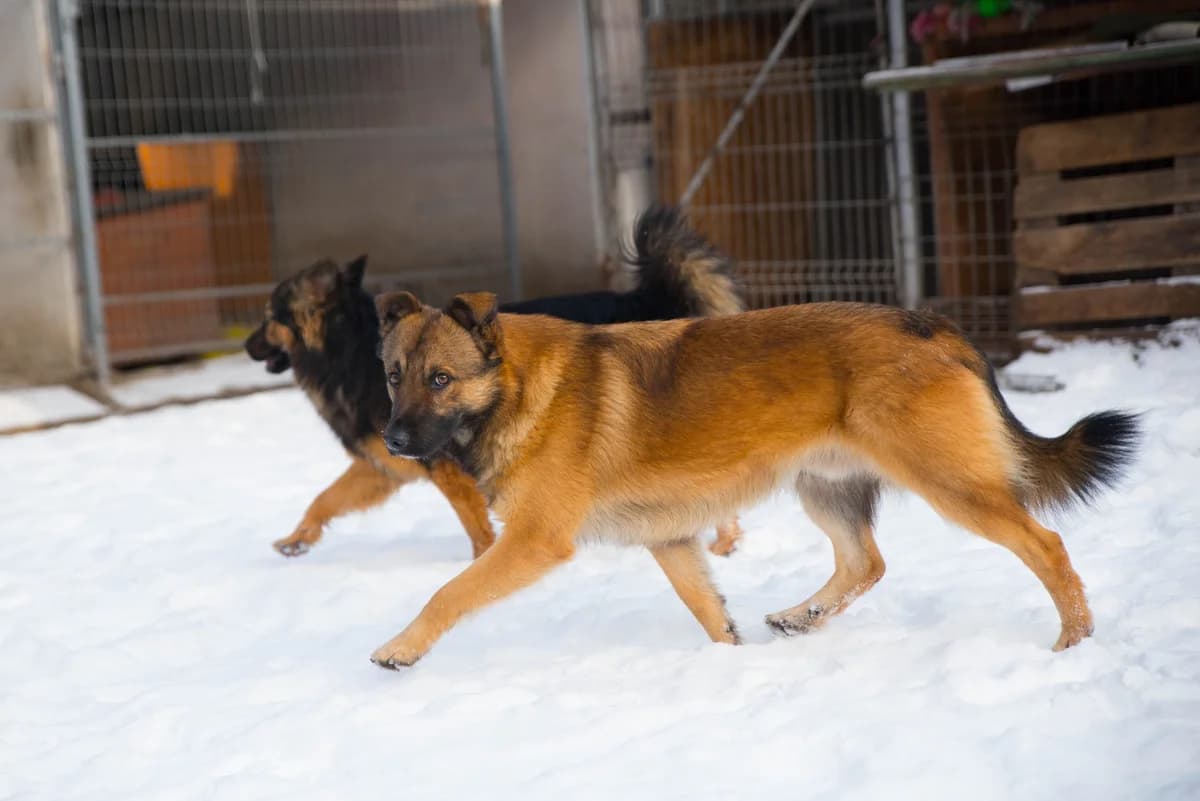 Mentos, male 5yo Mixed Breed for adoption at Schronisko dla Zwierząt w Józefowie, Józefów