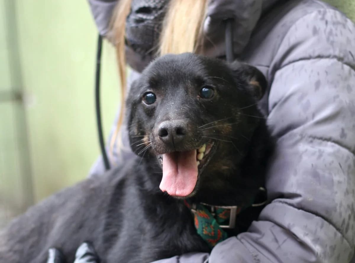 Neo, male 5yo Mixed Breed for adoption at Schronisko dla Zwierząt w Józefowie, Józefów