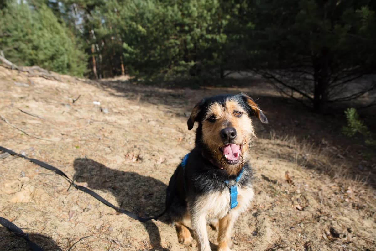 Pixel, male 5yo Mixed Breed for adoption at Schronisko dla Zwierząt w Józefowie, Józefów