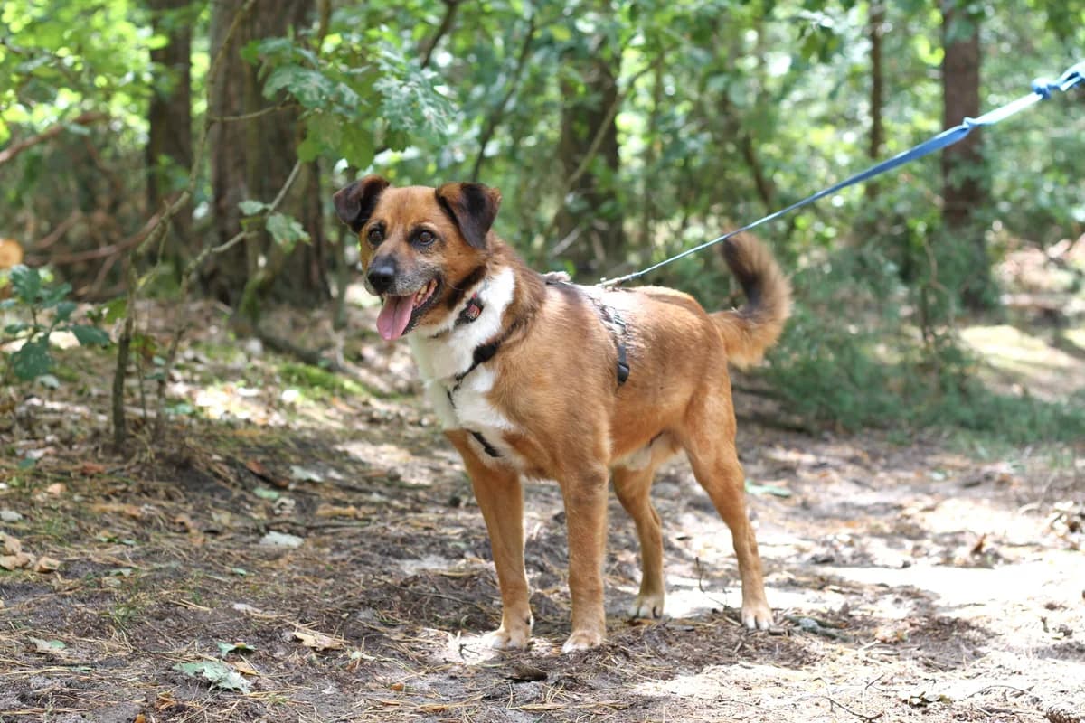 Pumba, male 5yo Mixed Breed for adoption at Schronisko dla Zwierząt w Józefowie, Józefów