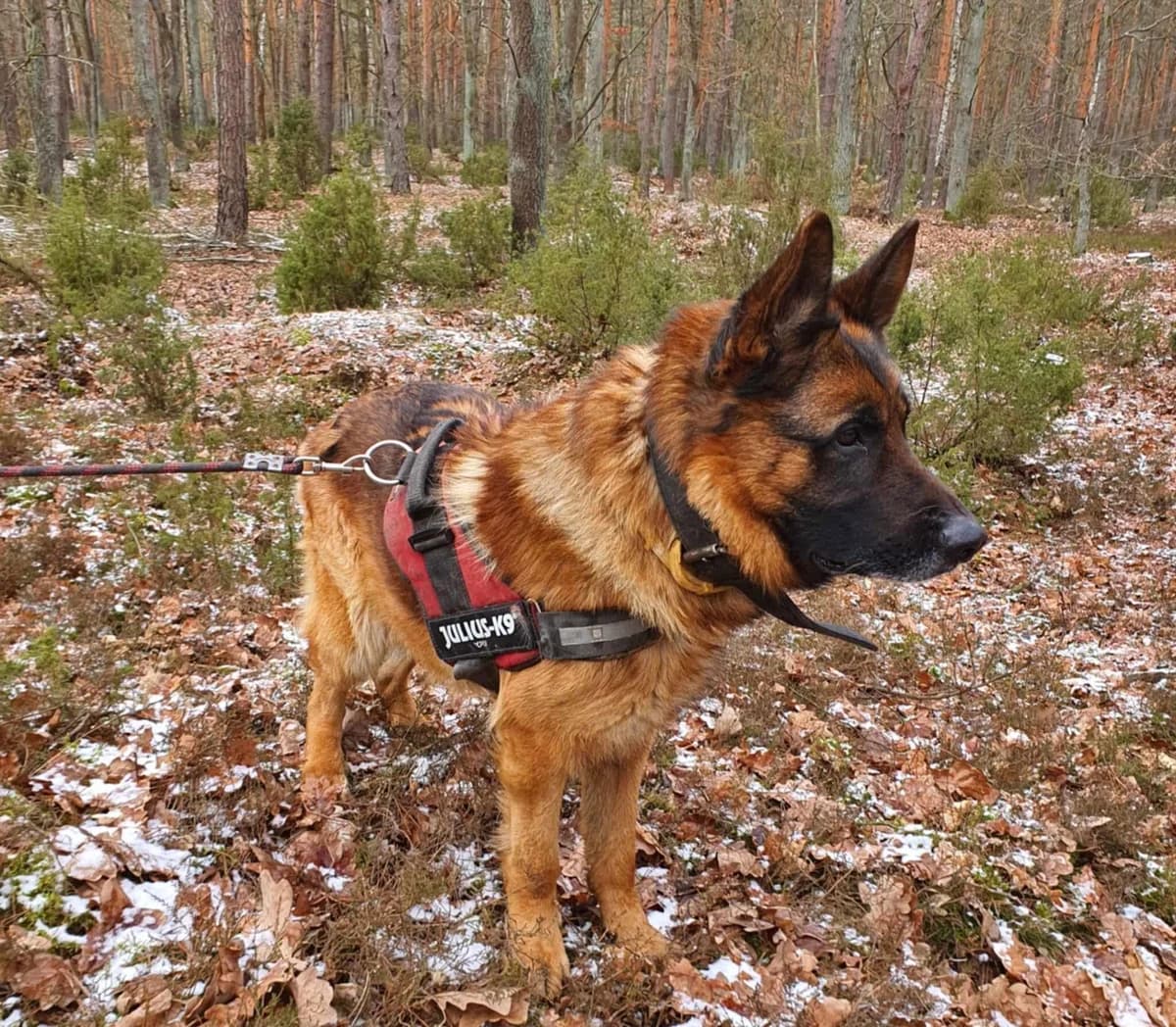 Rex, male senior Mixed Breed for adoption at Schronisko dla Zwierząt w Józefowie, Józefów