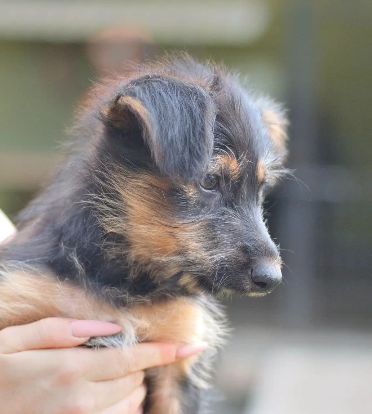 Sara, female young Mixed Breed for adoption at Schronisko dla Zwierząt w Józefowie, Józefów