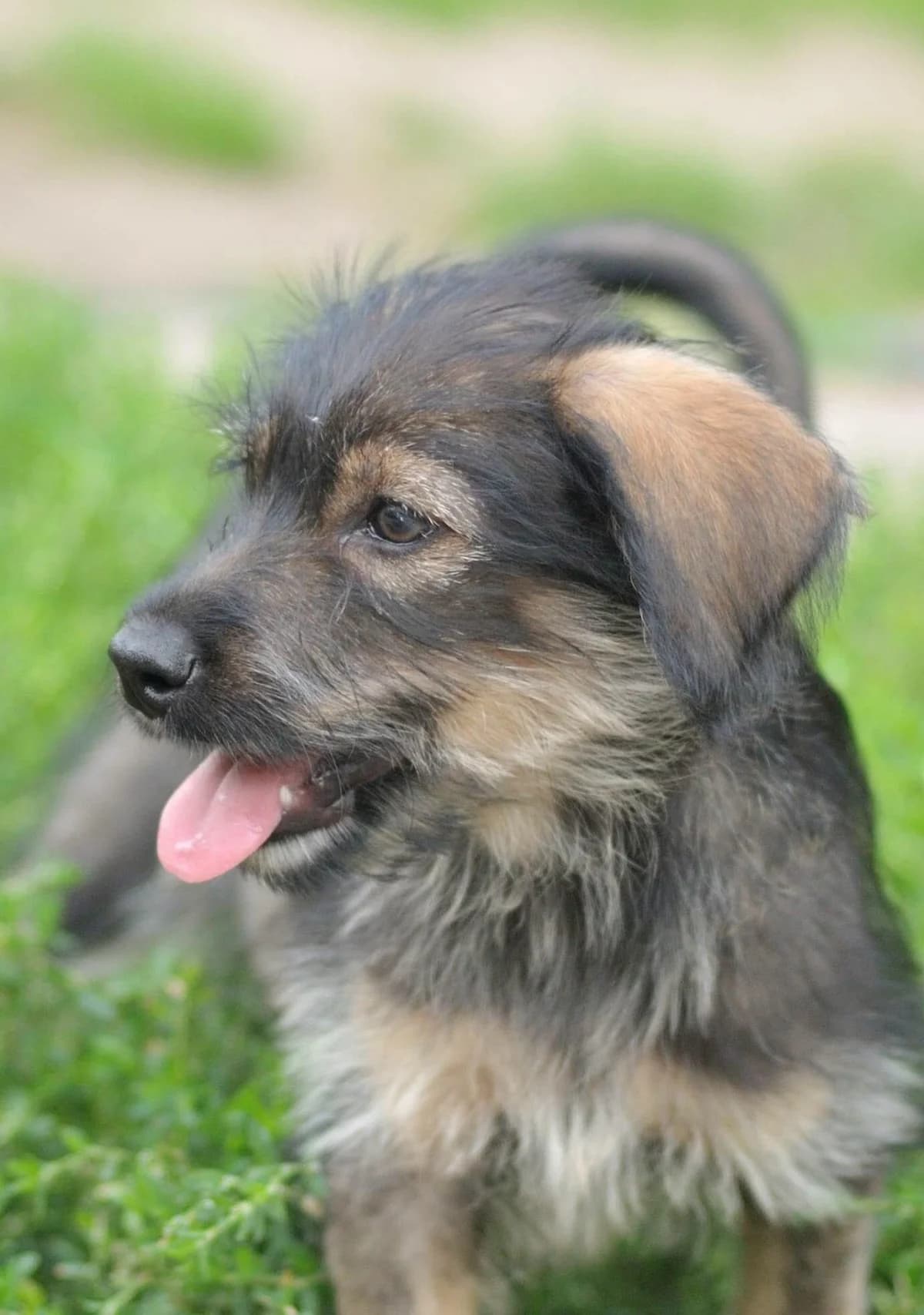 Sarsa, female young Mixed Breed for adoption at Schronisko dla Zwierząt w Józefowie, Józefów