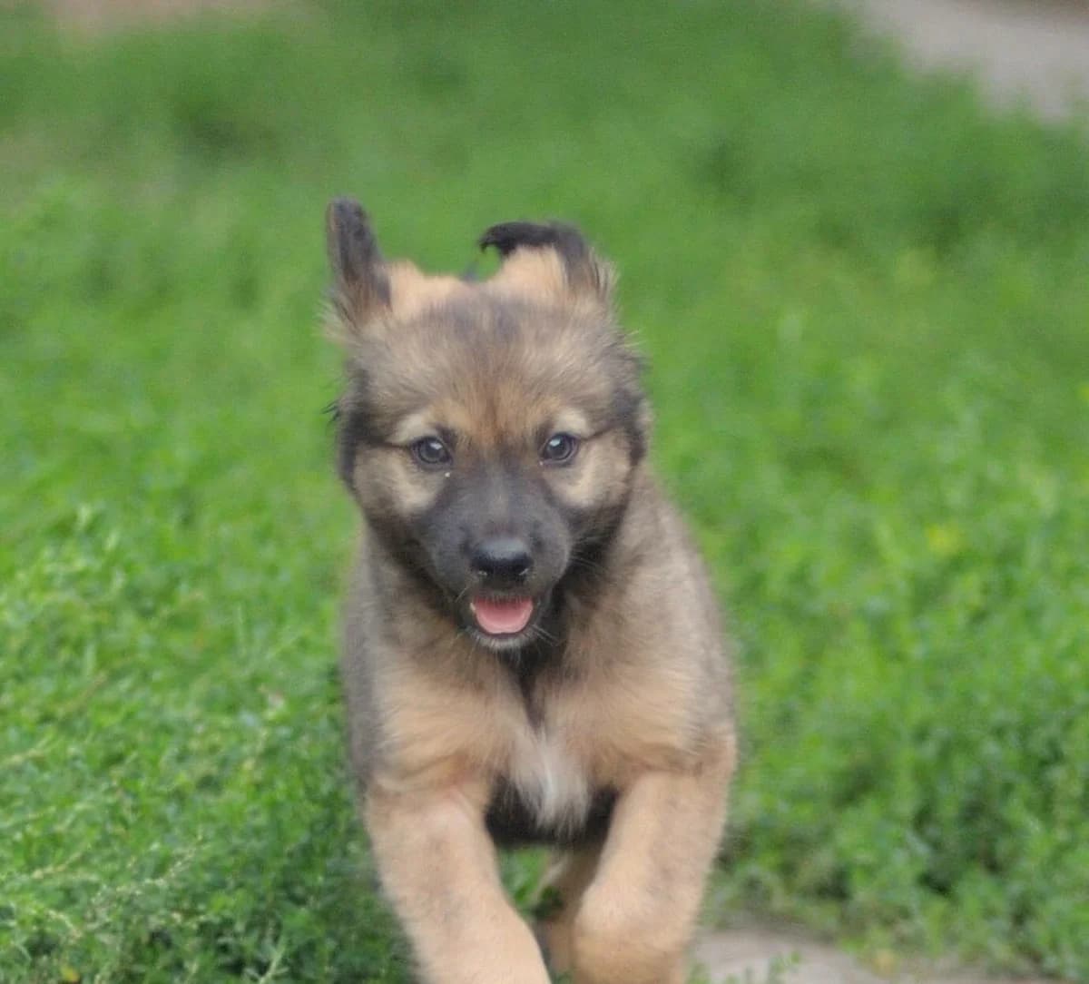 Sofi, female young Mixed Breed for adoption at Schronisko dla Zwierząt w Józefowie, Józefów