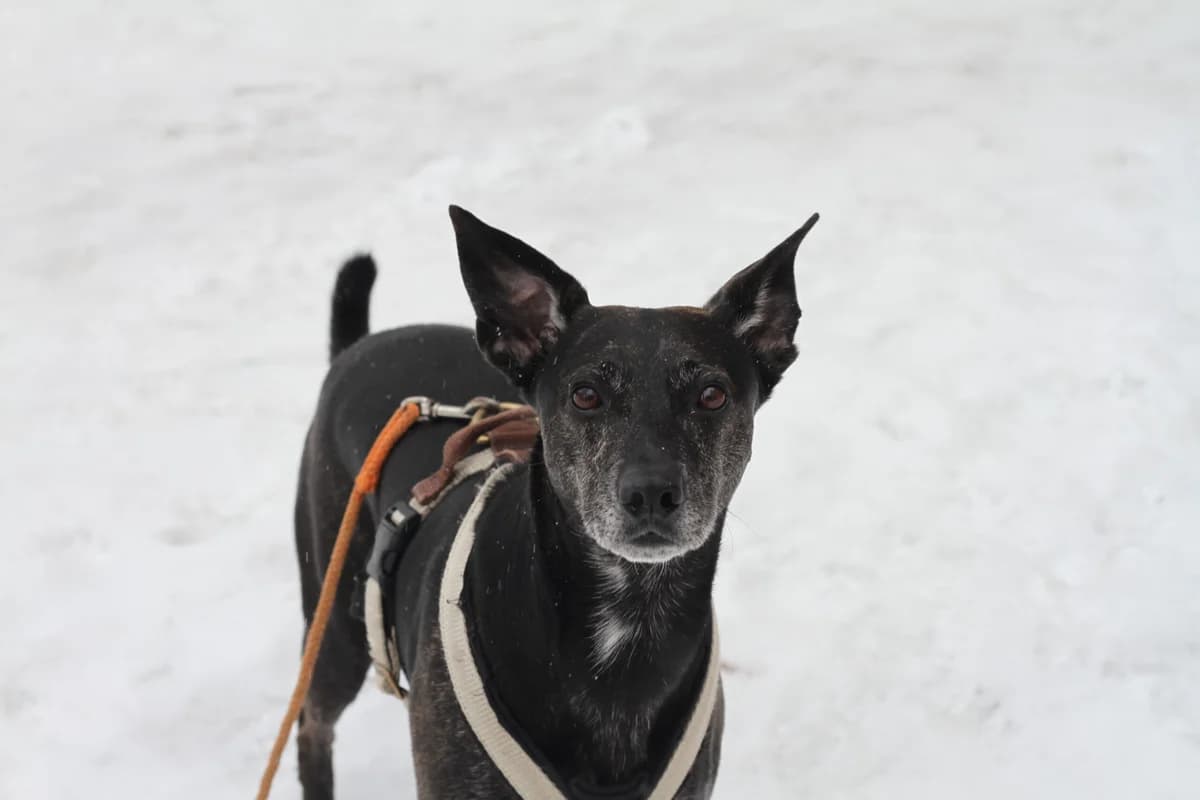 Spike, male 5yo Mixed Breed for adoption at Schronisko dla Zwierząt w Józefowie, Józefów