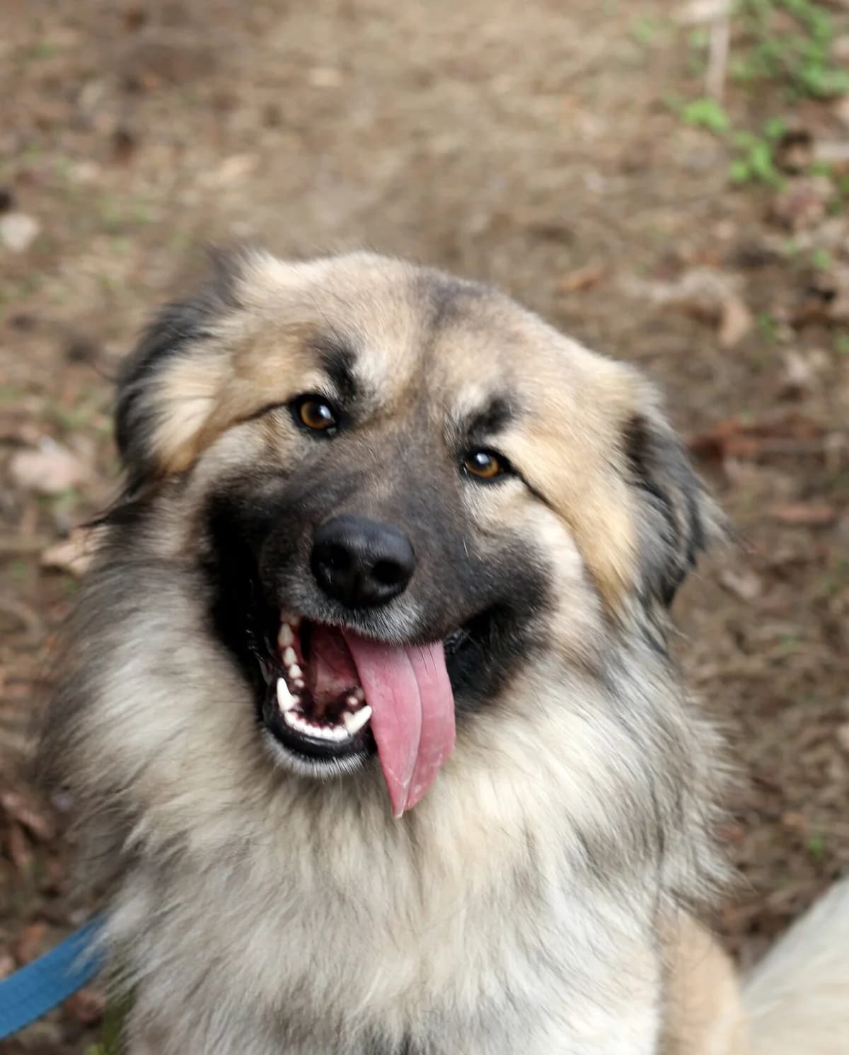 Stach, male 5yo Mixed Breed for adoption at Schronisko dla Zwierząt w Józefowie, Józefów