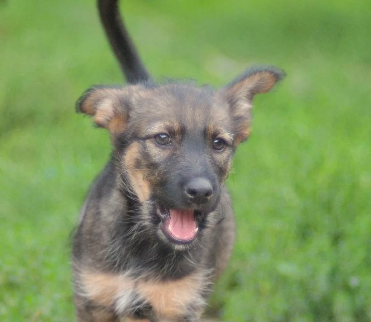 Stella, male young Mixed Breed for adoption at Schronisko dla Zwierząt w Józefowie, Józefów