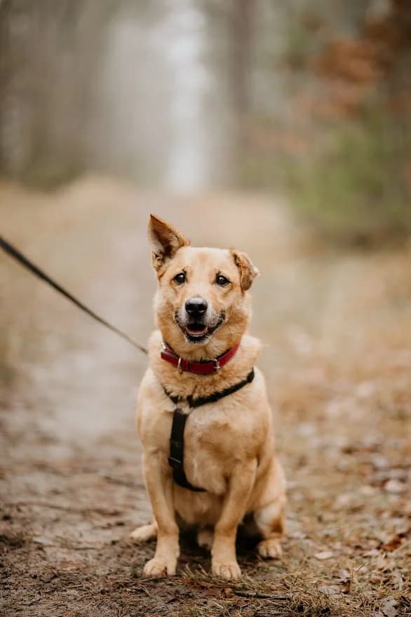 Tymon, male senior Mixed Breed for adoption at Schronisko dla Zwierząt w Józefowie, Józefów