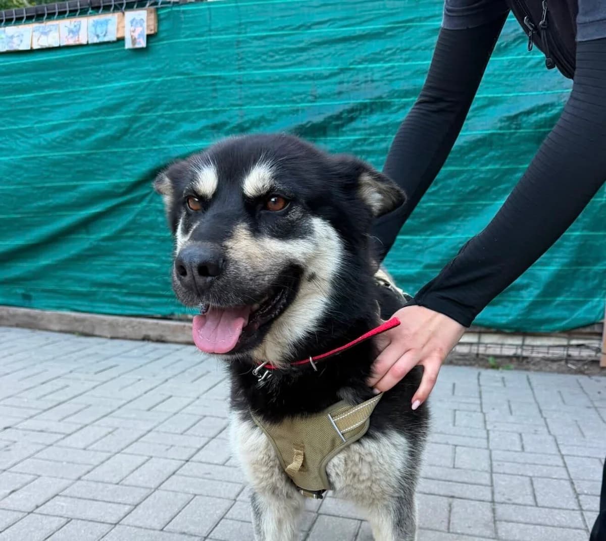 Wanda, female 5yo Mixed Breed for adoption at Schronisko dla Zwierząt w Józefowie, Józefów