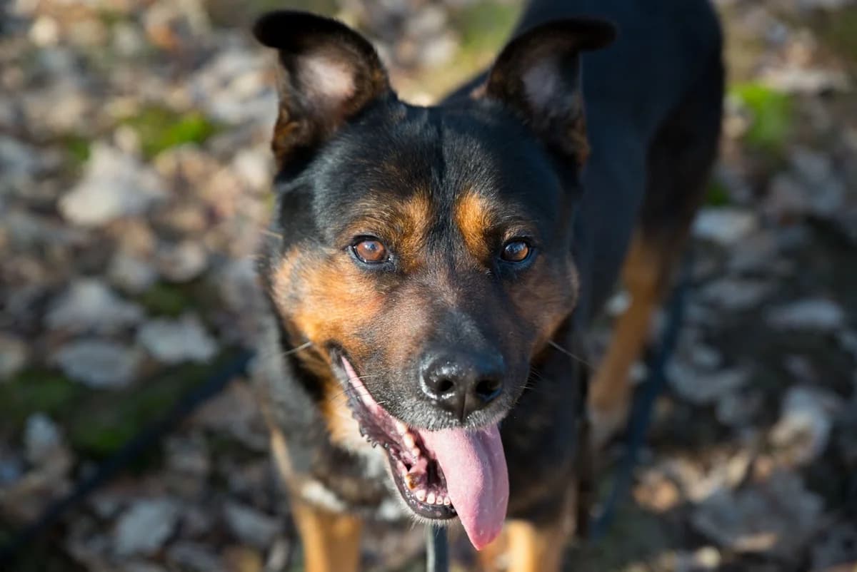 Żarko, male 5yo Mixed Breed for adoption at Schronisko dla Zwierząt w Józefowie, Józefów