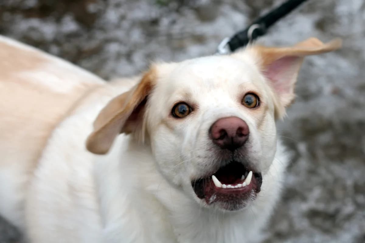 Zoltan, male 5yo Mixed Breed for adoption at Schronisko dla Zwierząt w Józefowie, Józefów