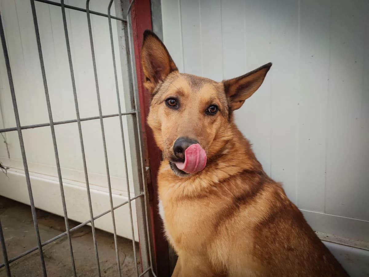 Irys, male 6yo Mixed Breed for adoption at Schronisko Konin