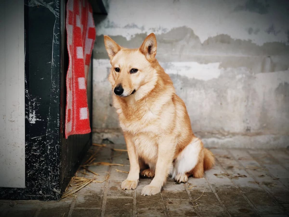 Lora, female senior Mixed Breed for adoption at Schronisko Konin