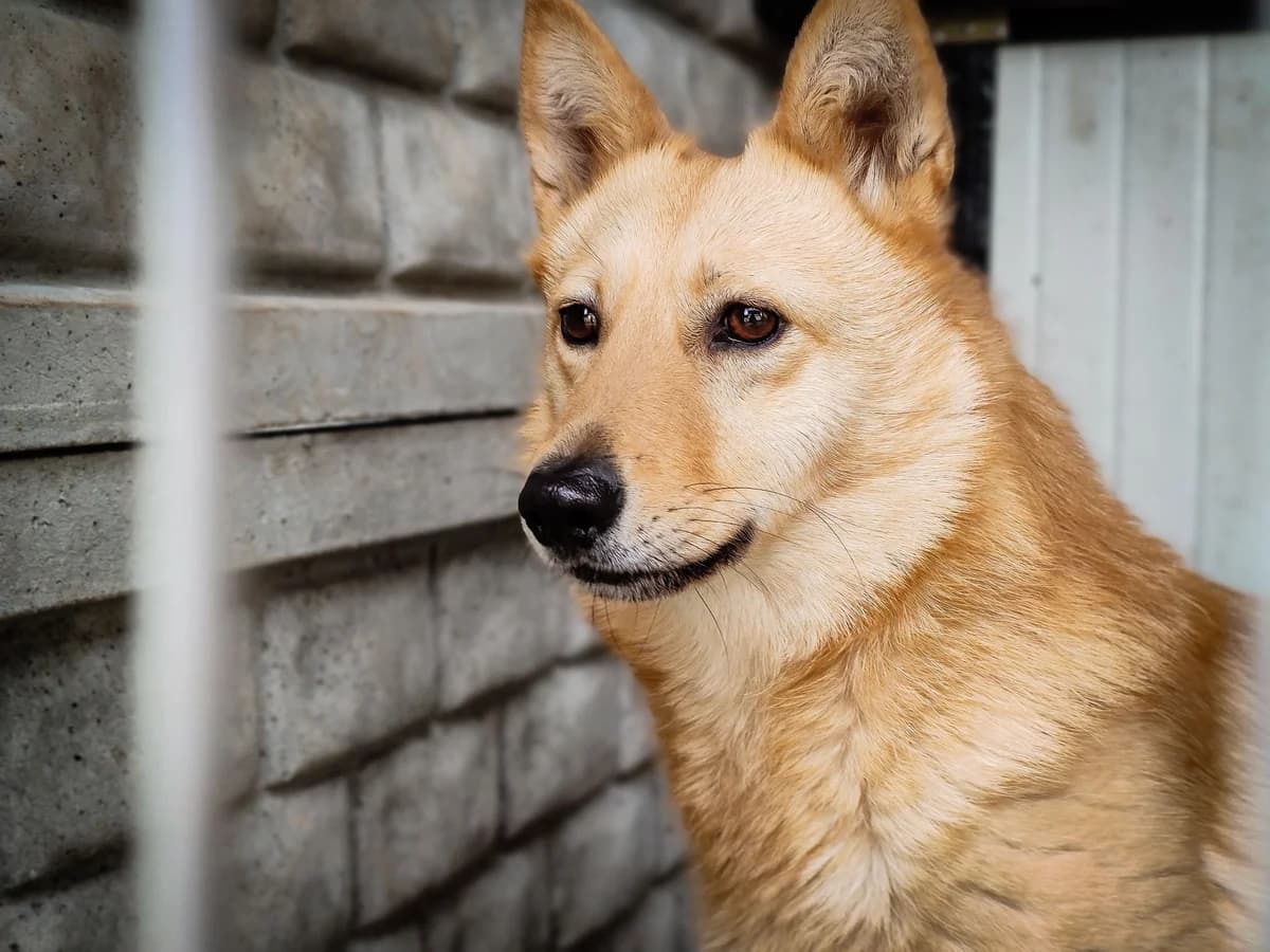 Lora, female Mixed Breed for adoption at Schronisko Konin — photo 2 of 5
