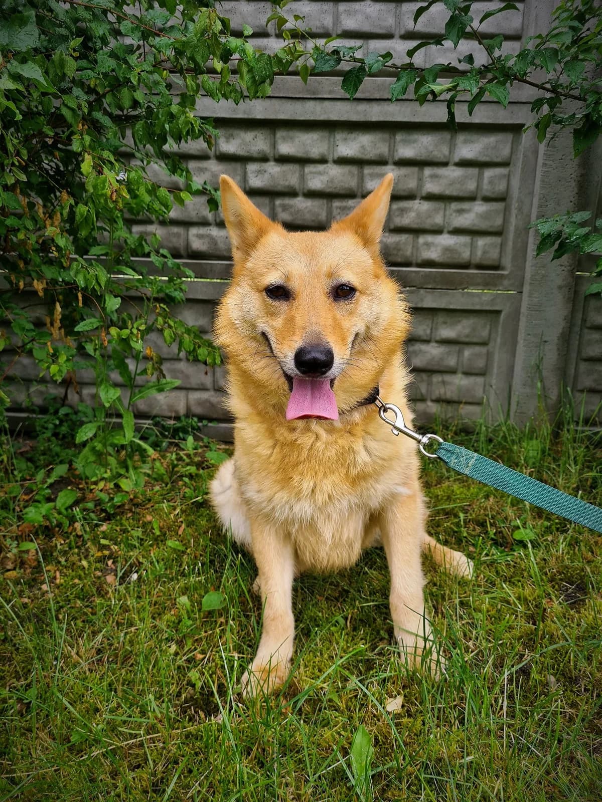 Lora, female Mixed Breed for adoption at Schronisko Konin — photo 3 of 5