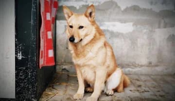 Lora, female Mixed Breed for adoption at Schronisko Konin — photo 5 of 5