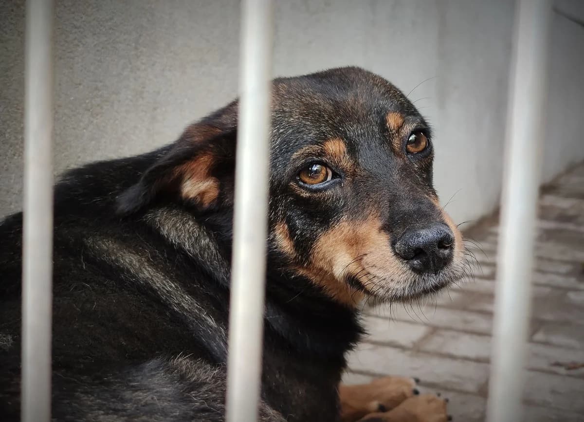 DŻIDŻI, female Mixed Breed for adoption at Schronisko Konin