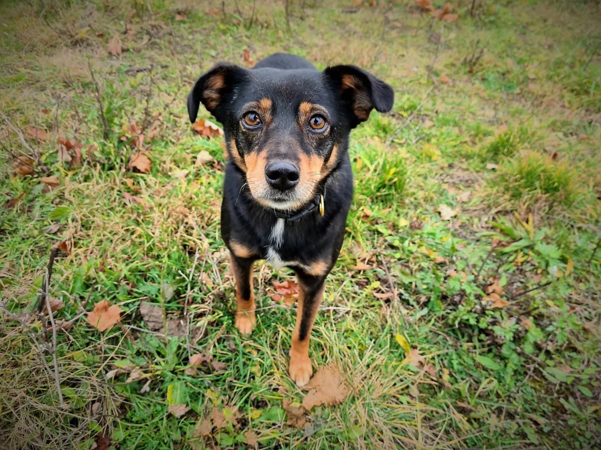 DŻIDŻI, female Mixed Breed for adoption at Schronisko Konin — photo 2 of 6