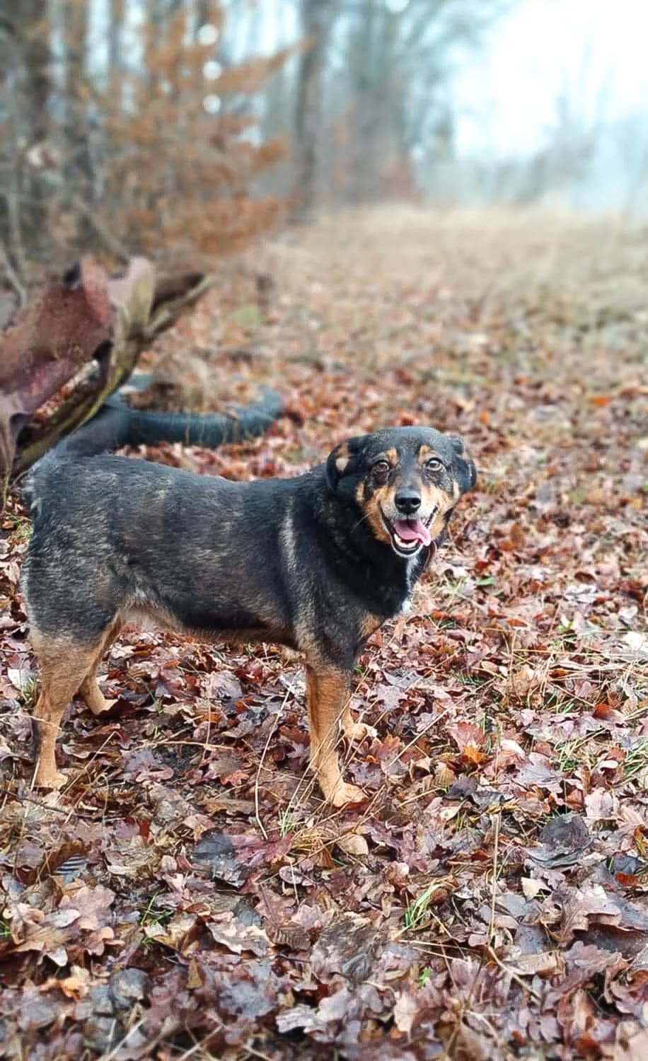 DŻIDŻI, female Mixed Breed for adoption at Schronisko Konin — photo 3 of 6
