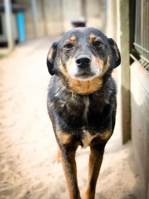 DŻIDŻI, female Mixed Breed for adoption at Schronisko Konin — photo 4 of 6