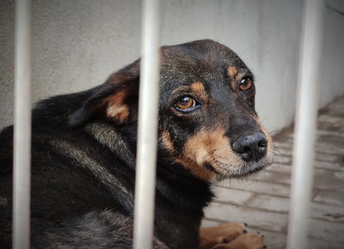 DŻIDŻI, female Mixed Breed for adoption at Schronisko Konin — photo 5 of 6