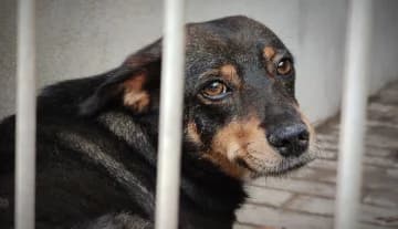 DŻIDŻI, female Mixed Breed for adoption at Schronisko Konin — photo 6 of 6