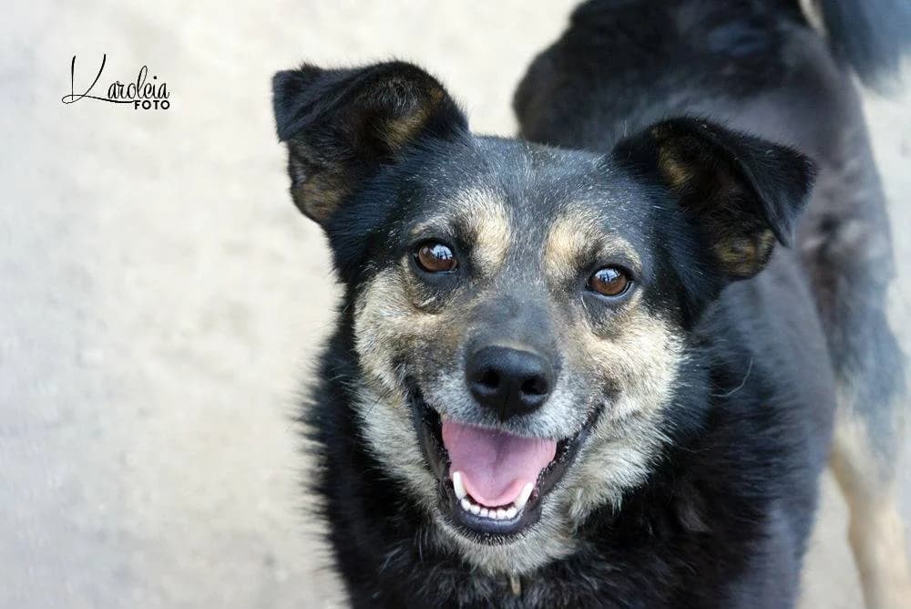 Kowal,  Mixed Breed for adoption at Schronisko Konin