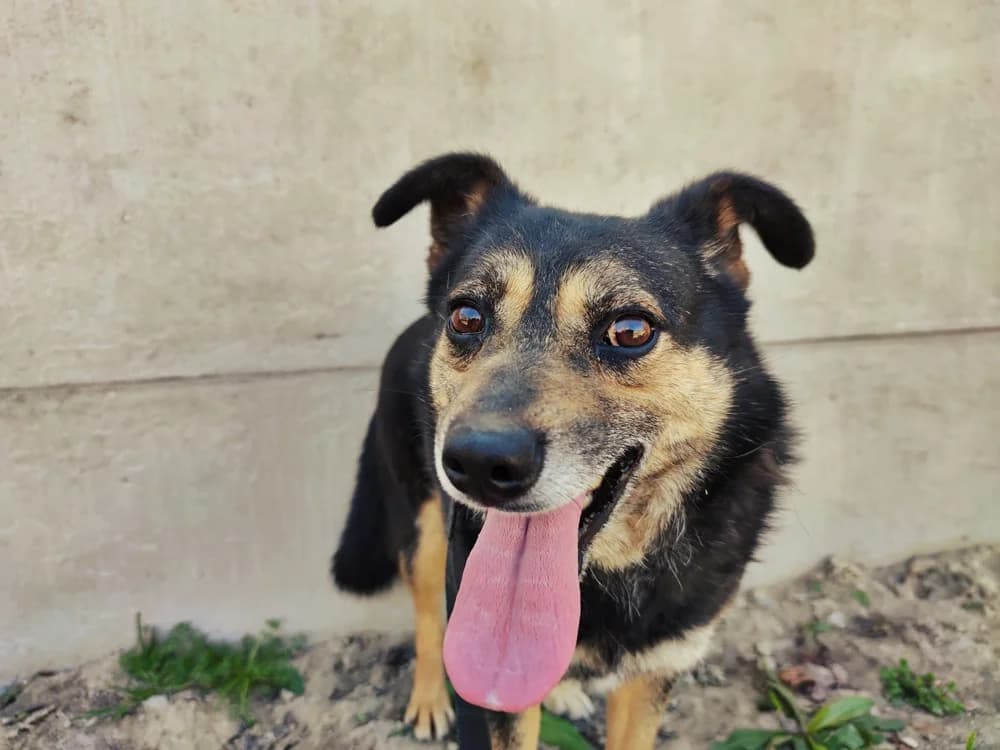 Kowal,  Mixed Breed for adoption at Schronisko Konin — photo 2 of 6