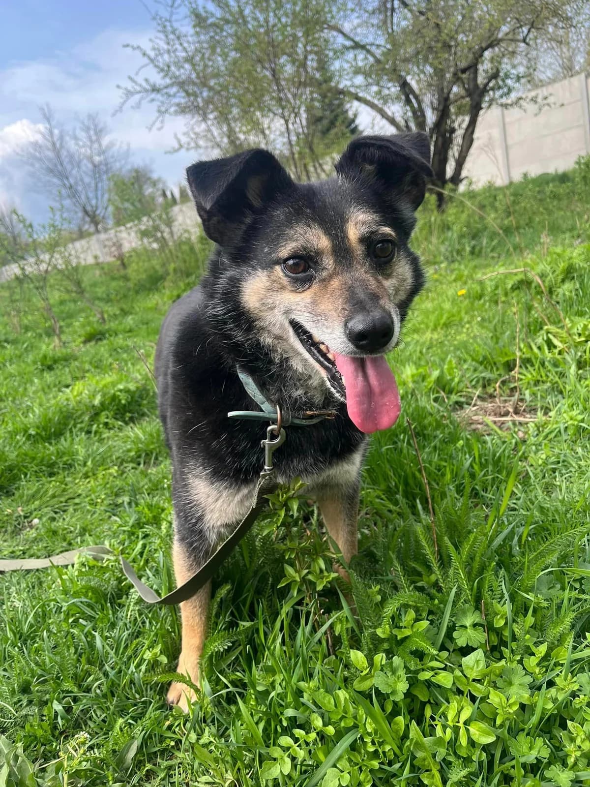 Kowal,  Mixed Breed for adoption at Schronisko Konin — photo 3 of 6