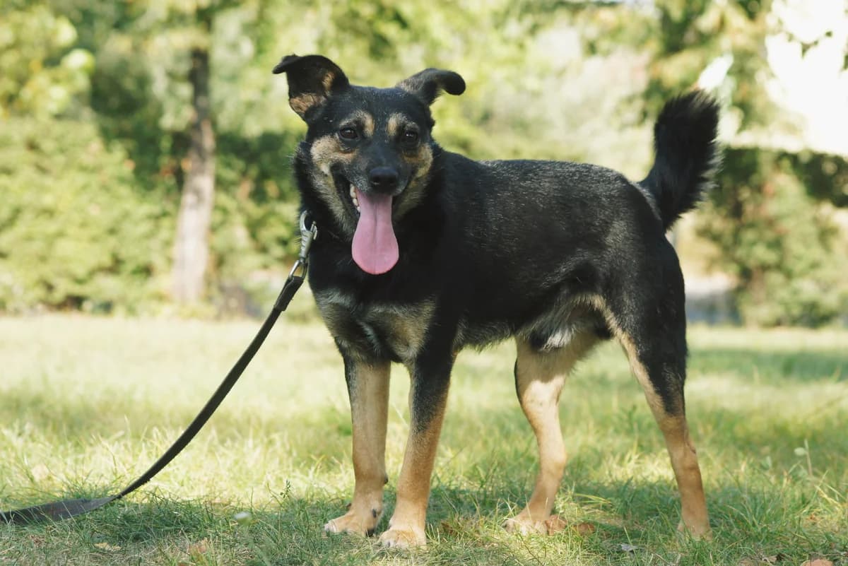 Kowal,  Mixed Breed for adoption at Schronisko Konin — photo 4 of 6