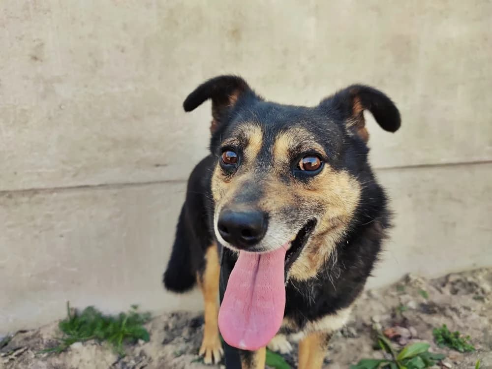 Kowal,  Mixed Breed for adoption at Schronisko Konin — photo 5 of 6