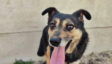 Kowal,  Mixed Breed for adoption at Schronisko Konin — photo 6 of 6