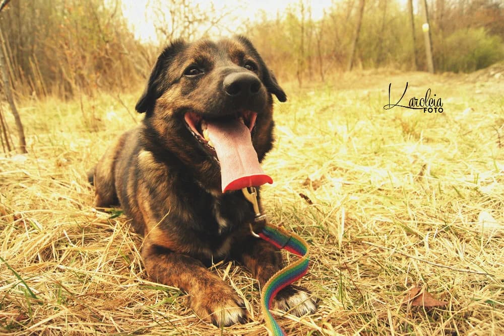 Lewis,  Mixed Breed for adoption at Schronisko Konin