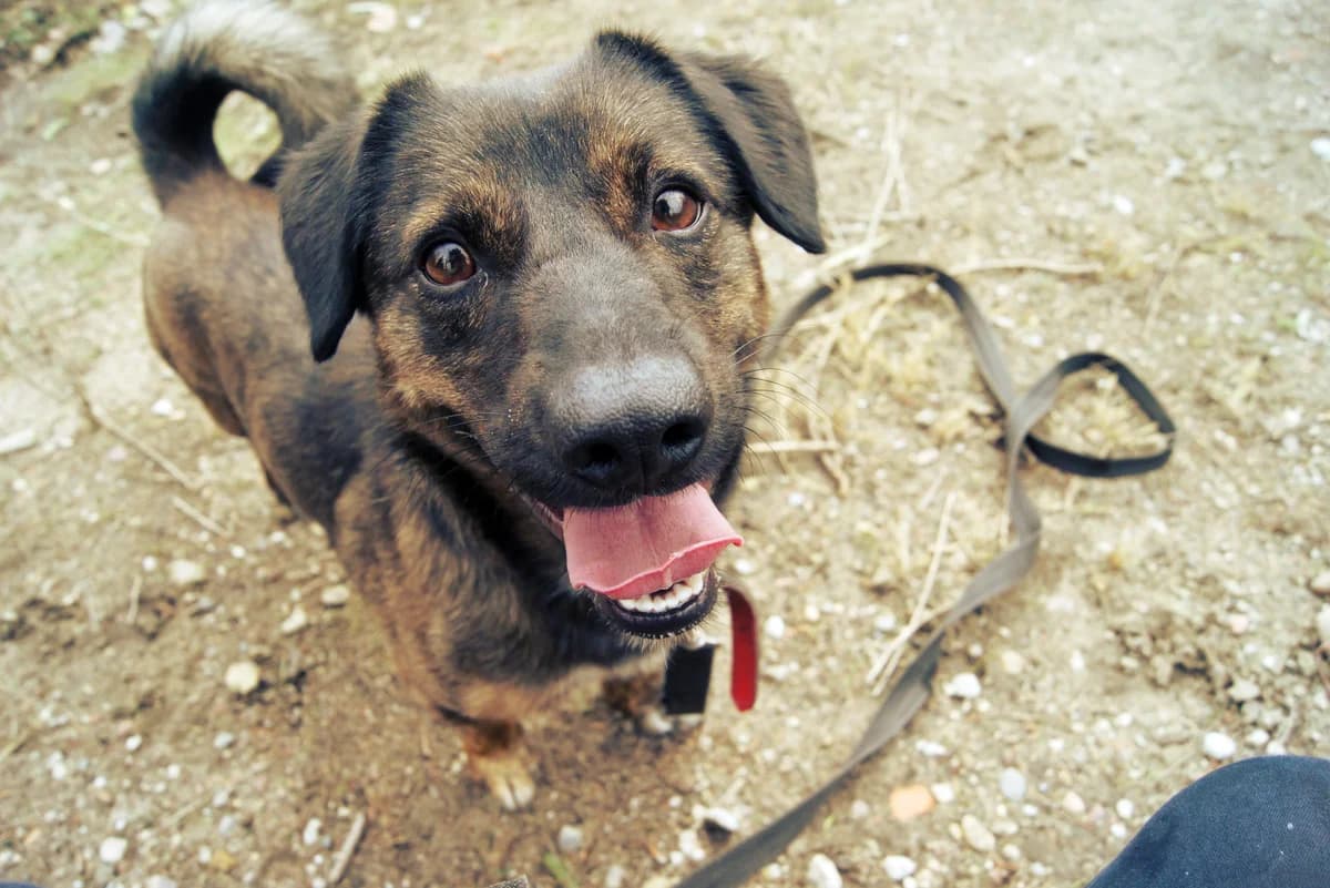 Lewis,  Mixed Breed for adoption at Schronisko Konin — photo 3 of 7