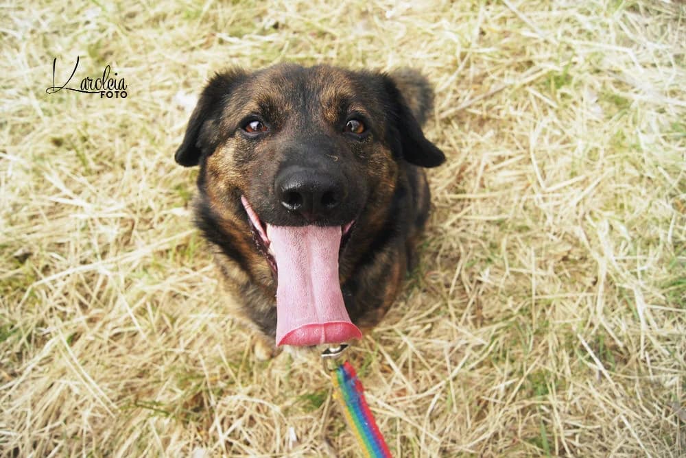 Lewis,  Mixed Breed for adoption at Schronisko Konin — photo 4 of 7