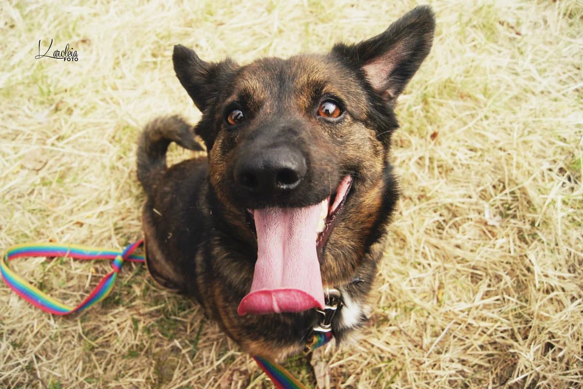 Lewis,  Mixed Breed for adoption at Schronisko Konin — photo 5 of 7