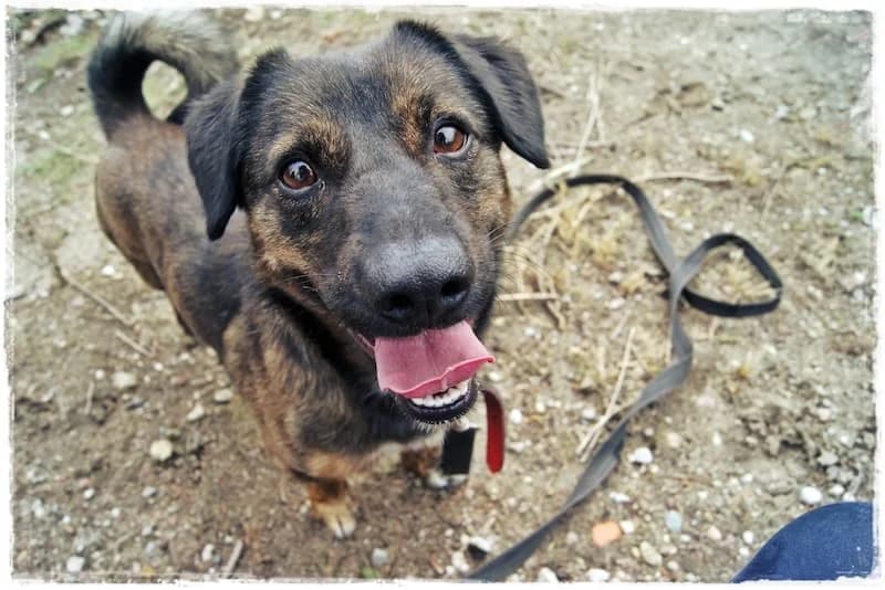 Lewis,  Mixed Breed for adoption at Schronisko Konin — photo 6 of 7
