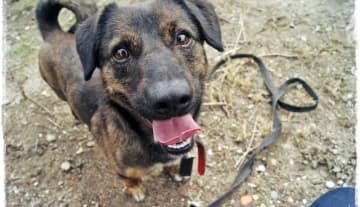 Lewis,  Mixed Breed for adoption at Schronisko Konin — photo 7 of 7