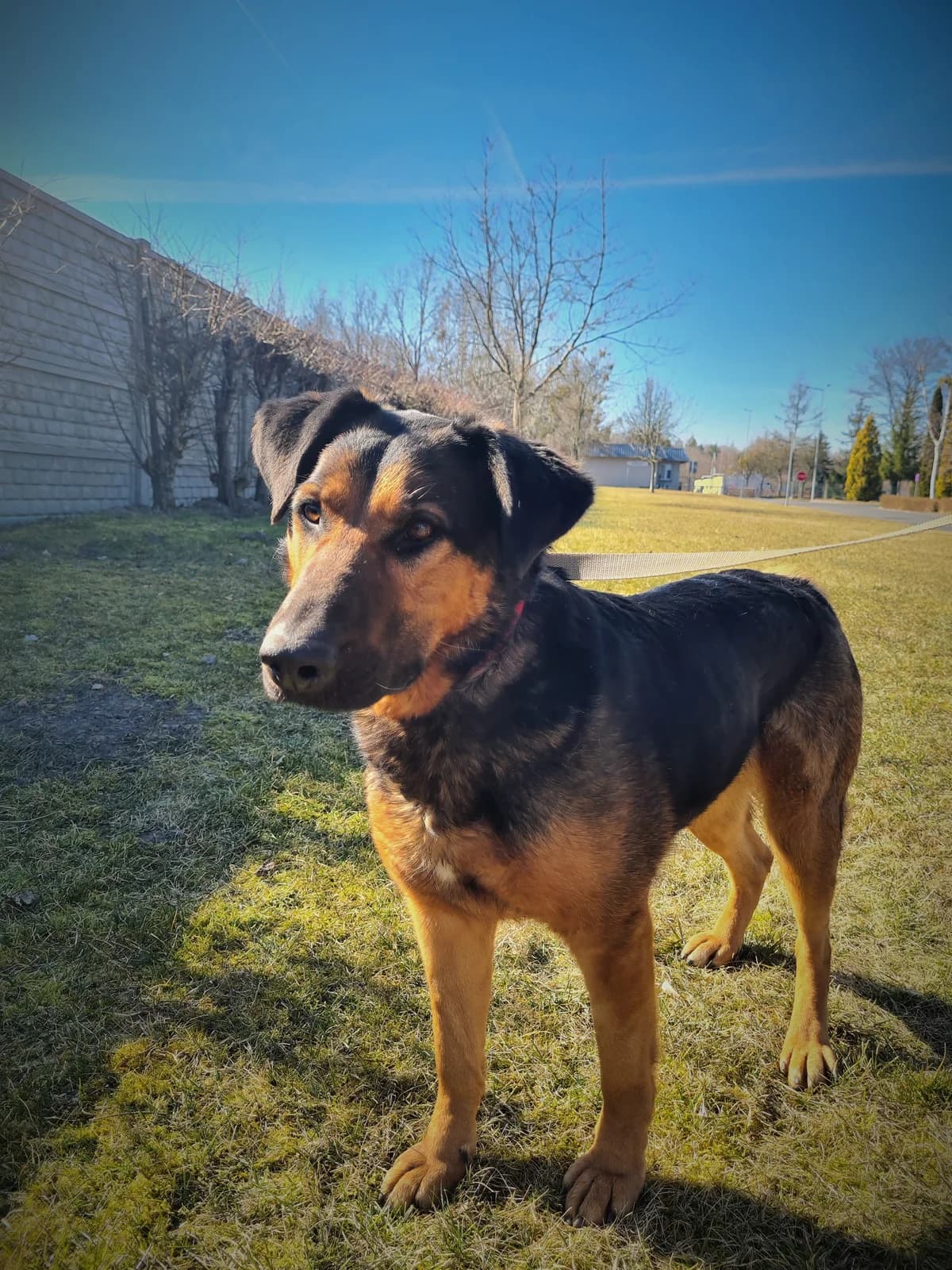 Aza, female 7yo Mixed Breed for adoption at Schronisko Konin
