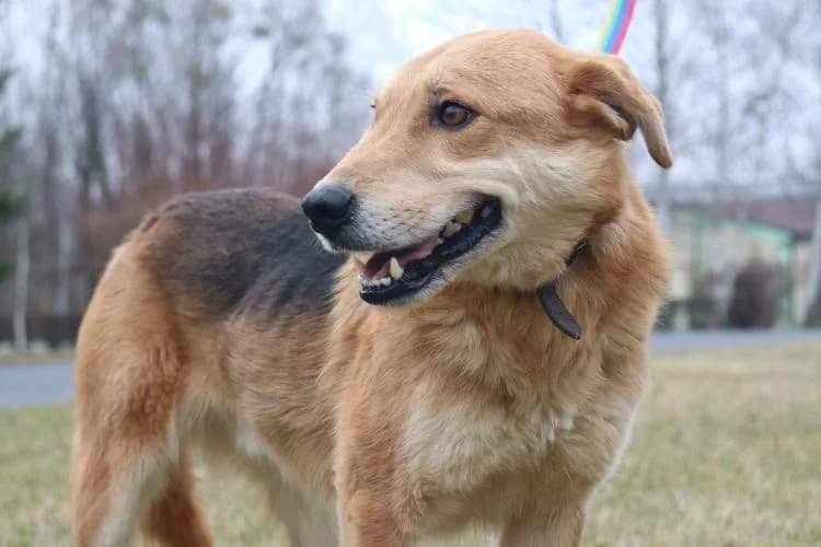 Alf, male senior Mixed Breed for adoption at Schronisko Konin
